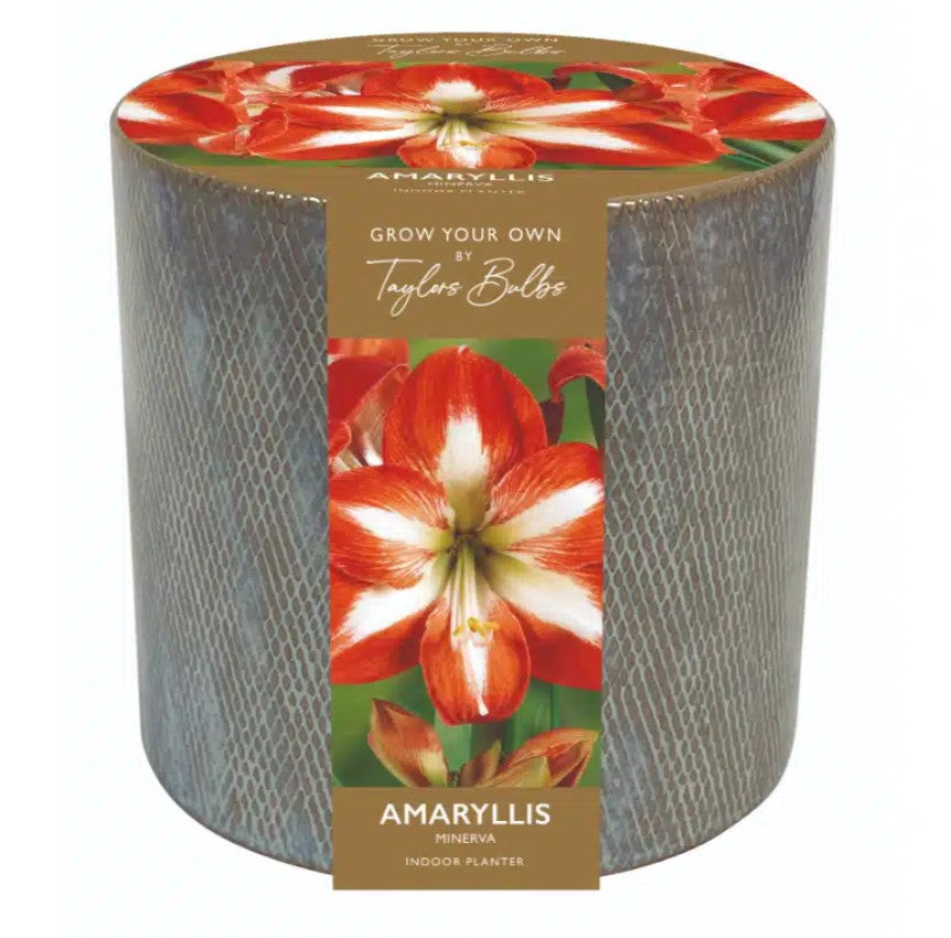 Amaryllis Bulb Minerva with Ceramic Planter JustSeed