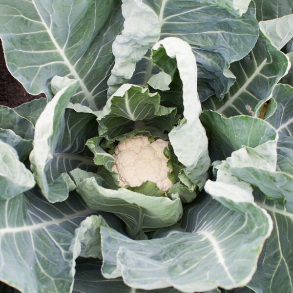 Cauliflower Miramonte RZ F1 (26-165) Untreated Seeds