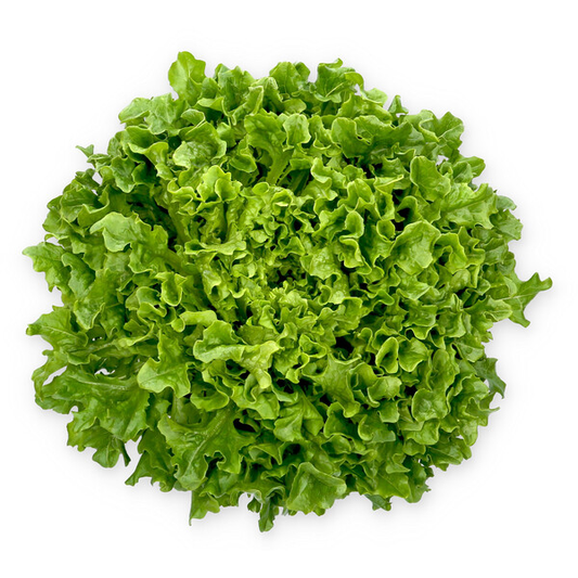 Lettuce Green Incised Mistergus RZ (79-IN1226) Seeds