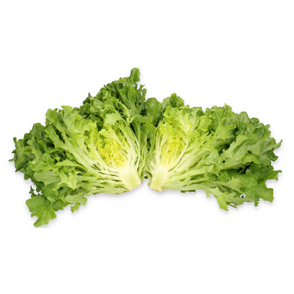 Lettuce Green Incised Mistergus RZ (79-IN1226) Seeds