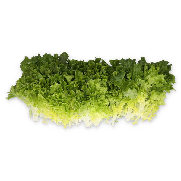 Lettuce Green Incised Mistergus RZ (79-IN1226) Seeds