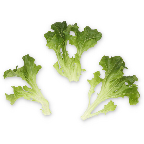 Lettuce Green Incised Mistergus RZ (79-IN1226) Seeds