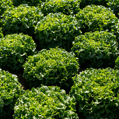 Lettuce Green Incised Mistergus RZ (79-IN1226) Seeds