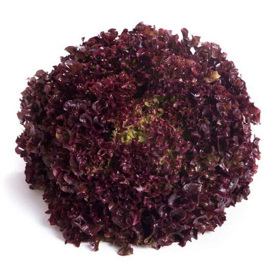 Lettuce Lollo Rosso Monza RZ Seeds