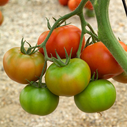 Tomato Montenegro RZ F1 (74-669) Untreated Gspp Seeds