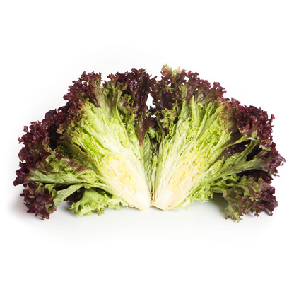 Lettuce Lollo Rosso Monza RZ Seeds