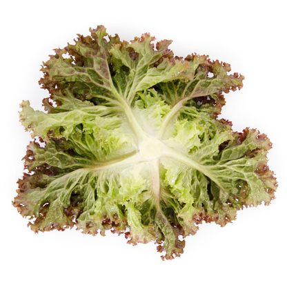 Lettuce Lollo Rosso Monza RZ Seeds