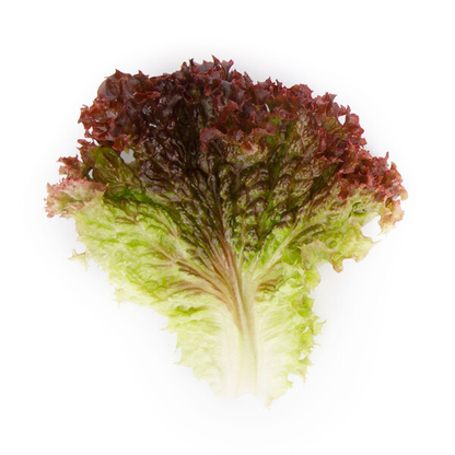 Lettuce Lollo Rosso Monza RZ Seeds