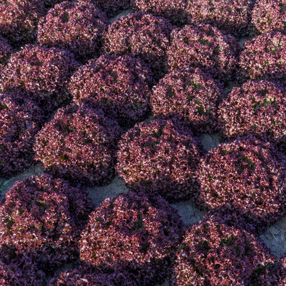 Lettuce Lollo Rosso Monza RZ Seeds