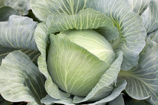 Cabbage Mucsuma RZ F1 (30-256) Untreated Seeds