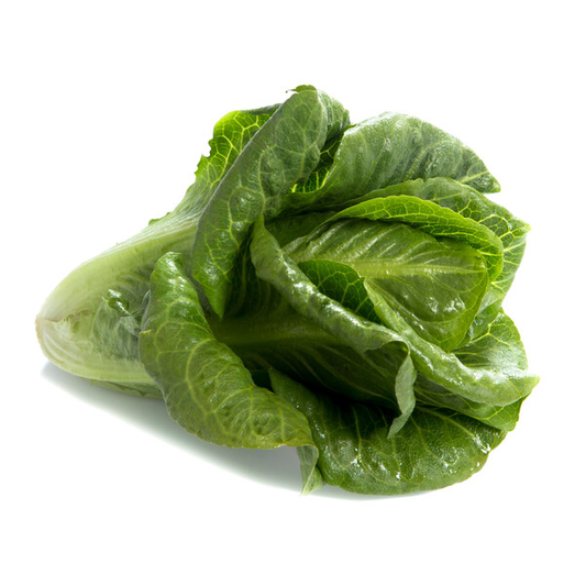 Lettuce Neurita RZ (41-CR2537) Untreated Seeds