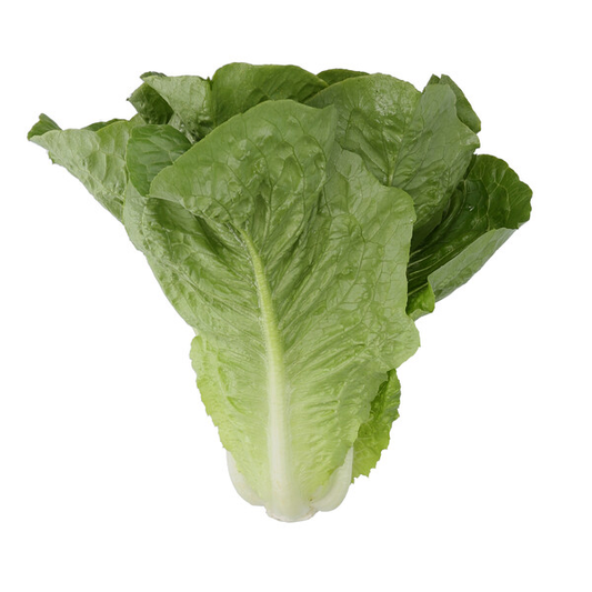 Lettuce Nicodemus RZ (41-CO7164) Knox Untreated Seeds