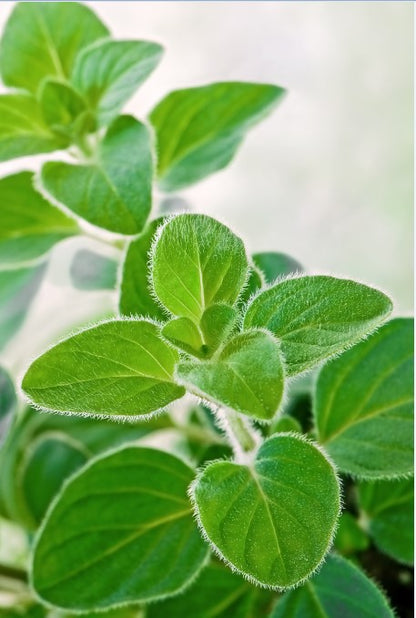 Oregano Greek Seeds