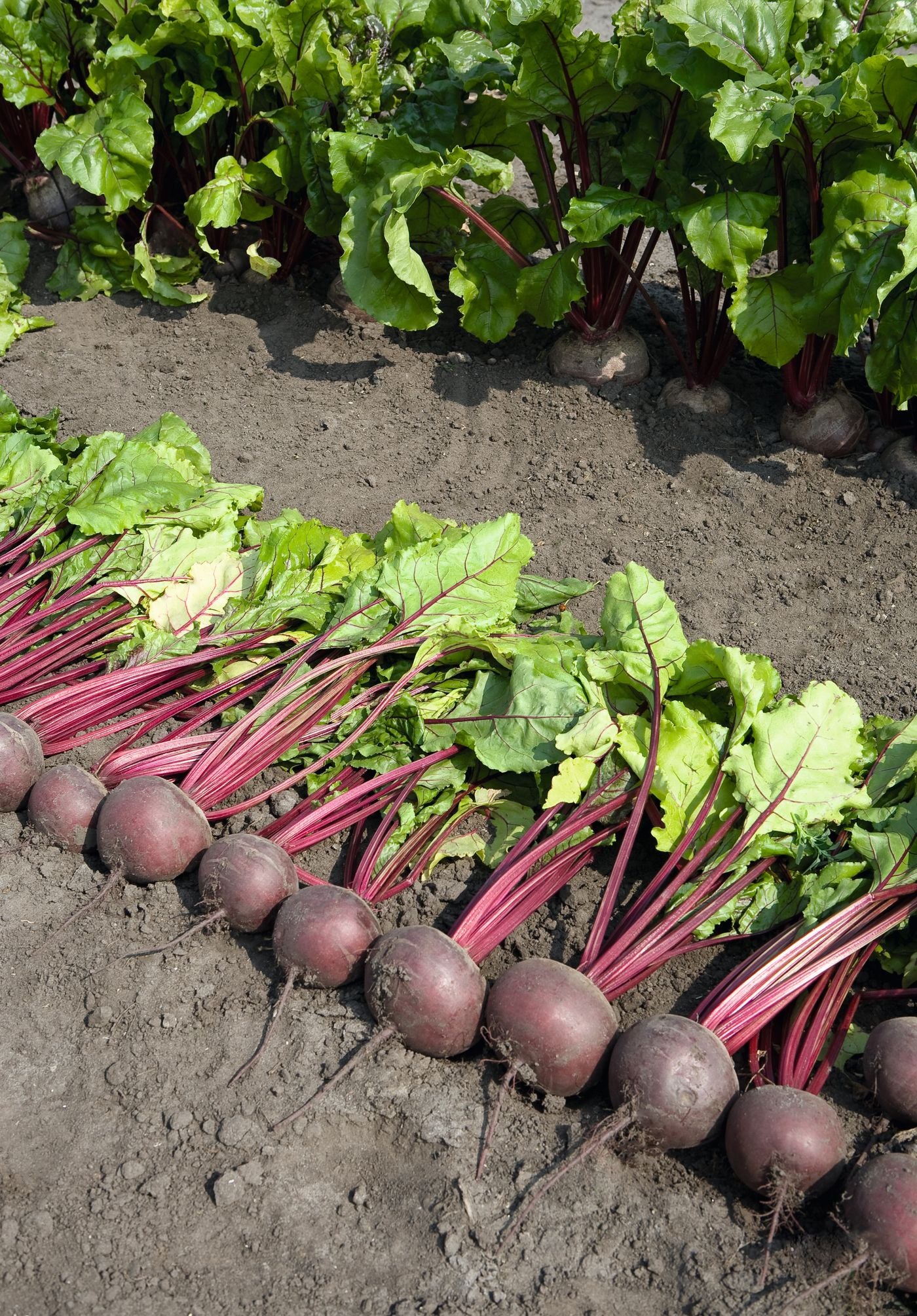 Beetroot Pablo F1 Seeds