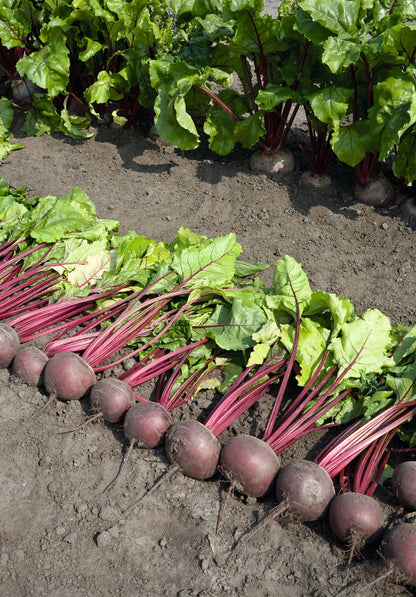 Beetroot Pablo F1 Seeds
