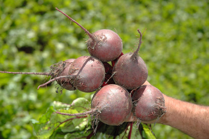 Beetroot Pablo F1 Seeds