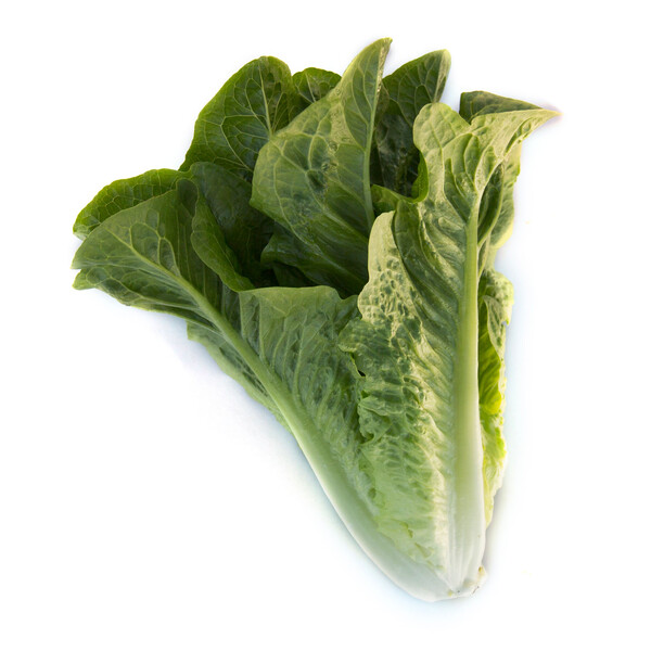 Lettuce Patrona RZ (41-123) Untreated Seeds