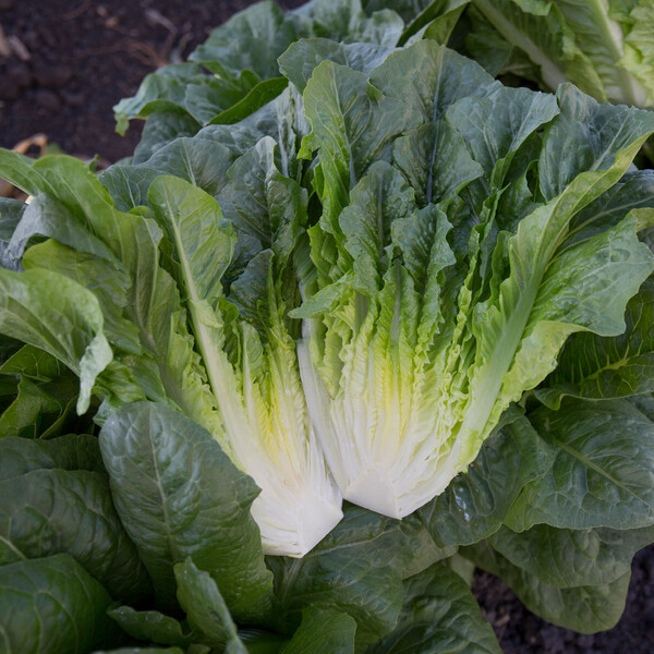 Lettuce Patrona RZ (41-123) Untreated Seeds