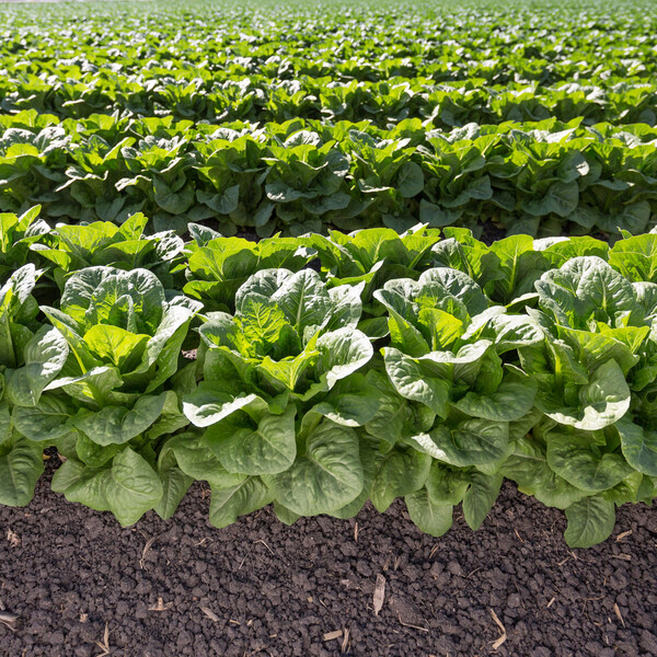 Lettuce Patrona RZ (41-123) Untreated Seeds