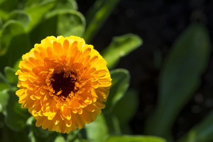Calendula Pacific Beauty Mix Seeds – Pot Marigold