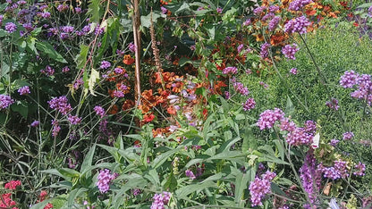 Verbena bonariensis Seeds