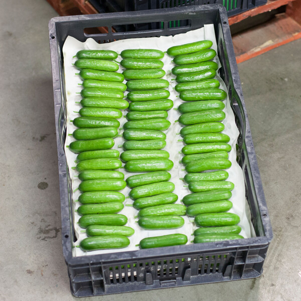 Cucumber Quarto RZ F1 (22-703) Untreated Seeds