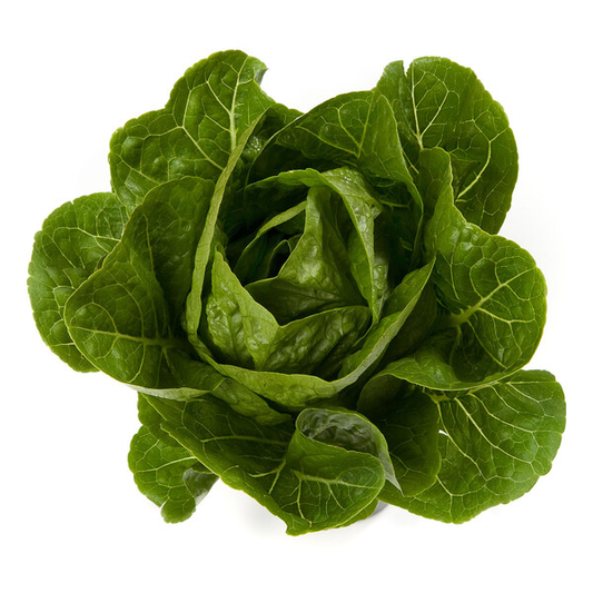 Lettuce Small Green Cos Rafael RZ Seeds