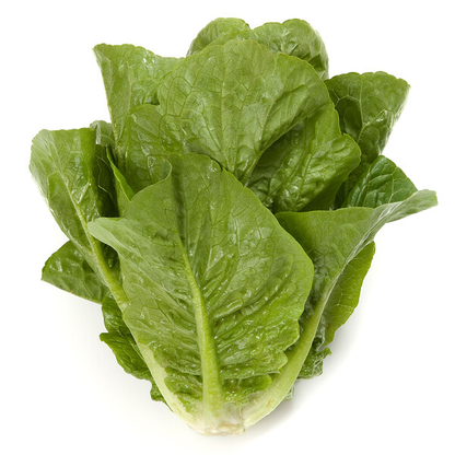 Lettuce Small Green Cos Rafael RZ Seeds