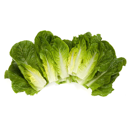 Lettuce Small Green Cos Rafael RZ Seeds