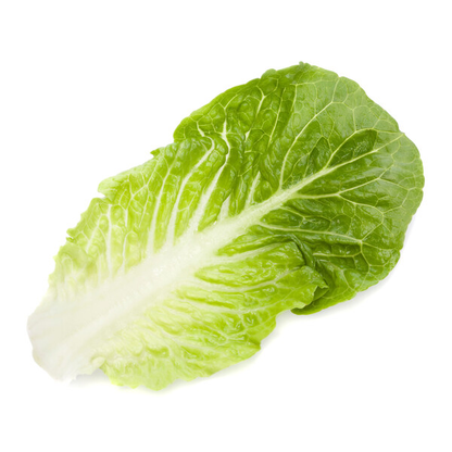 Lettuce Small Green Cos Rafael RZ Seeds