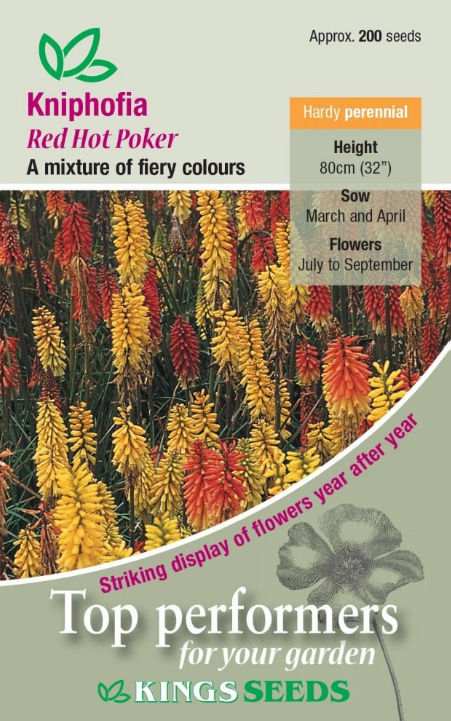 Kings Seed Perennials Kniphofia Red Hot Poker Seeds