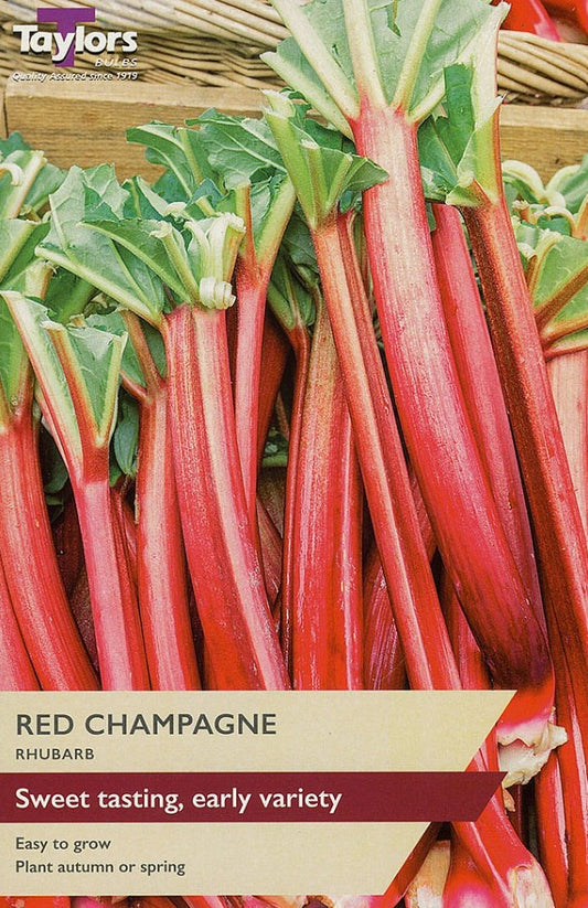 Rhubarb Red Champagne Crown – Sweet Early Variety (Taylors)