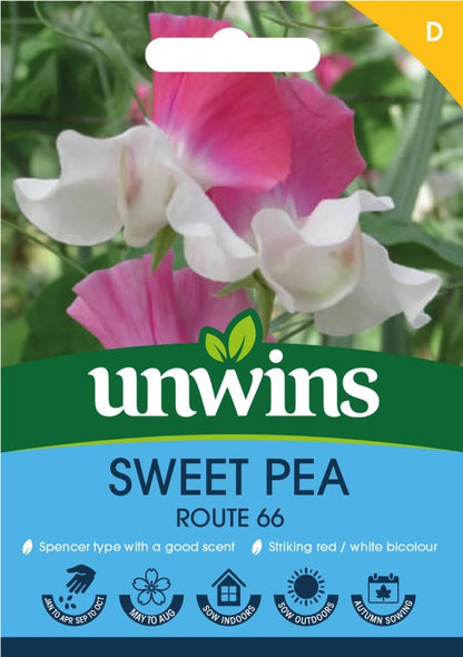 Unwins Flower Sweet Pea Route 66 - 11 Seeds