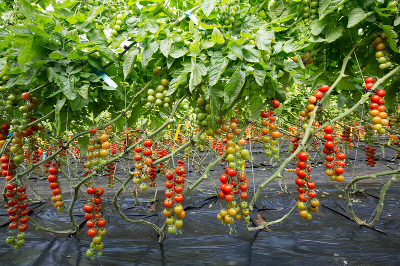 Rootstock Solanaceae Kaiser RZ F1 (61-077) Untreated Gspp Seeds