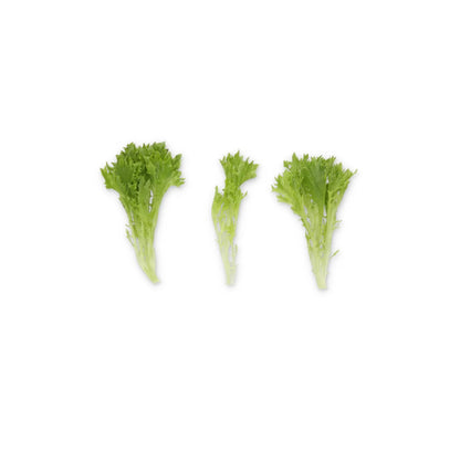 Lettuce Incised Leaf Salanova Exabreeze RZ – Untreated Seeds