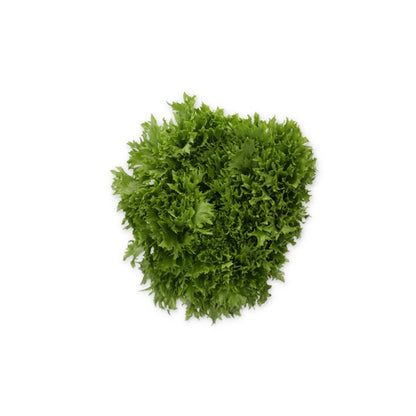 Lettuce Incised Leaf Salanova Exabreeze RZ – Untreated Seeds