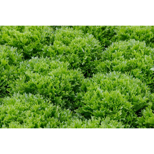 Lettuce Incised Leaf Salanova Exabreeze RZ – Untreated Seeds
