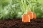 Carrot Early Nantes – Organic Seeds