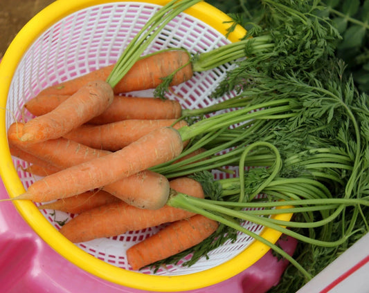 Carrot Early Nantes – Organic Seeds