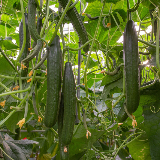 Cucumber Skyteam RZ F1 (24-HW329) Seeds