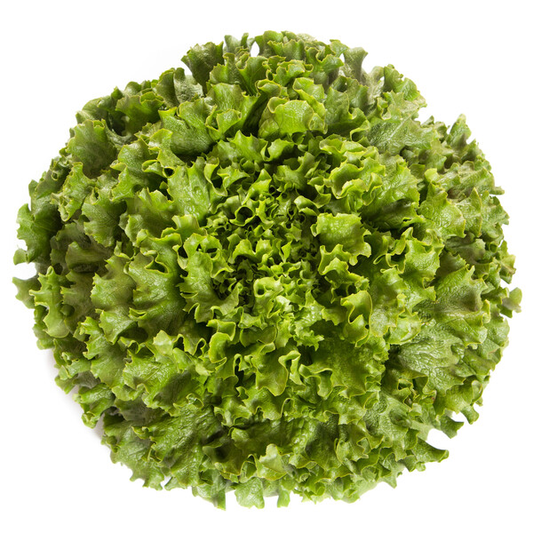 Lettuce  Green Batavia Station RZ (81-244) Seeds