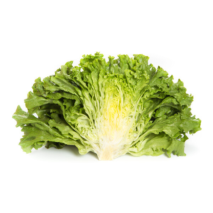 Lettuce  Green Batavia Station RZ (81-244) Seeds