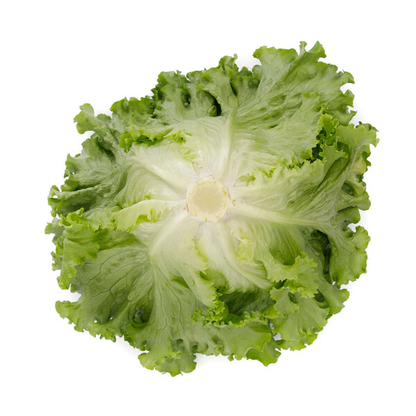 Lettuce  Green Batavia Station RZ (81-244) Seeds