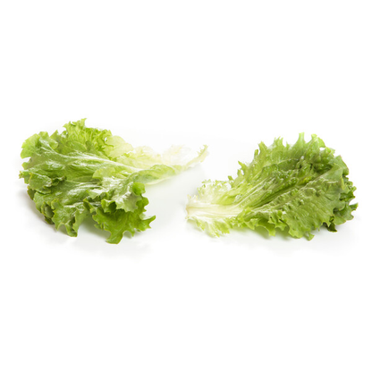 Lettuce  Green Batavia Station RZ (81-244) Seeds