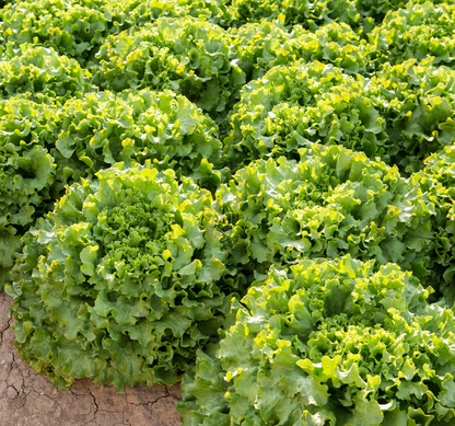 Lettuce  Green Batavia Station RZ (81-244) Seeds
