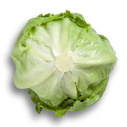 Lettuce Iceberg Sumarnas RZ (45-149) Seeds
