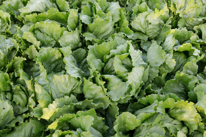 Lettuce Iceberg Sumarnas RZ (45-149) Seeds