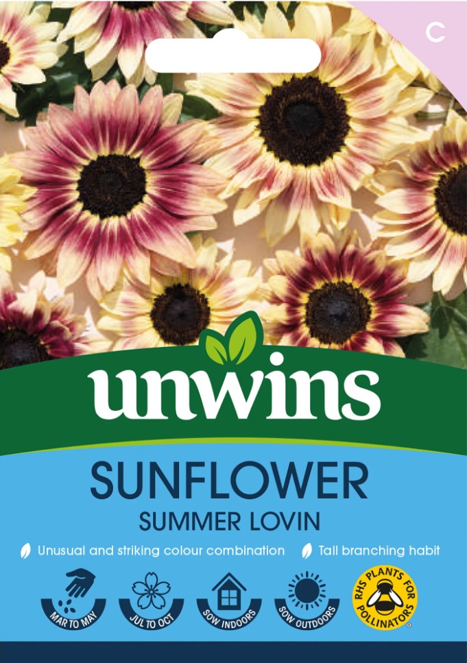 Unwins Sunflower Summer Lovin 15 Seeds – Cream & Maroon Blooms