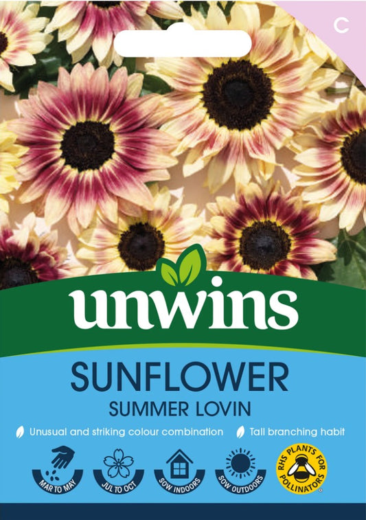Unwins Sunflower Summer Lovin 15 Seeds – Cream & Maroon Blooms
