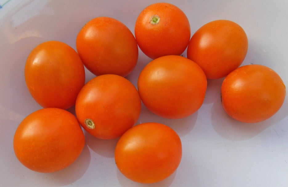 Tomato Sunset F1 Seeds